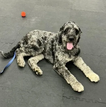 An adult large-sized male Labradoodle dog named Bodie for adoption in North Bend, OR