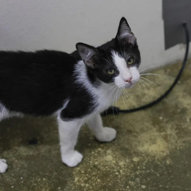 A baby small-sized male Black Domestic Short Hair cat named Jaine for adoption in Los Angeles, CA