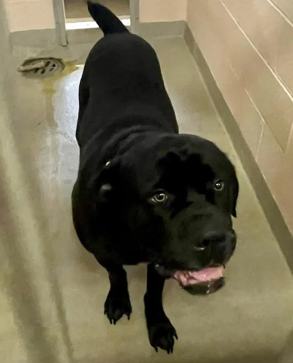 A young extra large-sized male Cane Corso dog named Orca for adoption in Millersville, MD