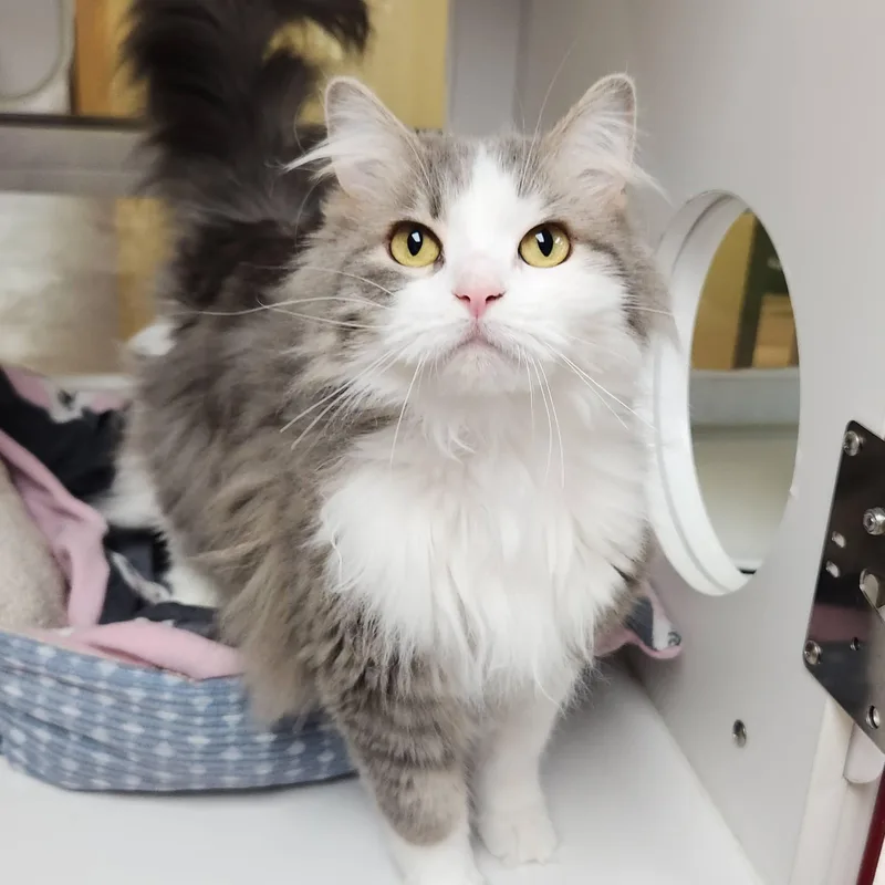 A senior medium-sized female Gray & White Domestic Long Hair cat named Princess Soapy for adoption in Marshfield, WI