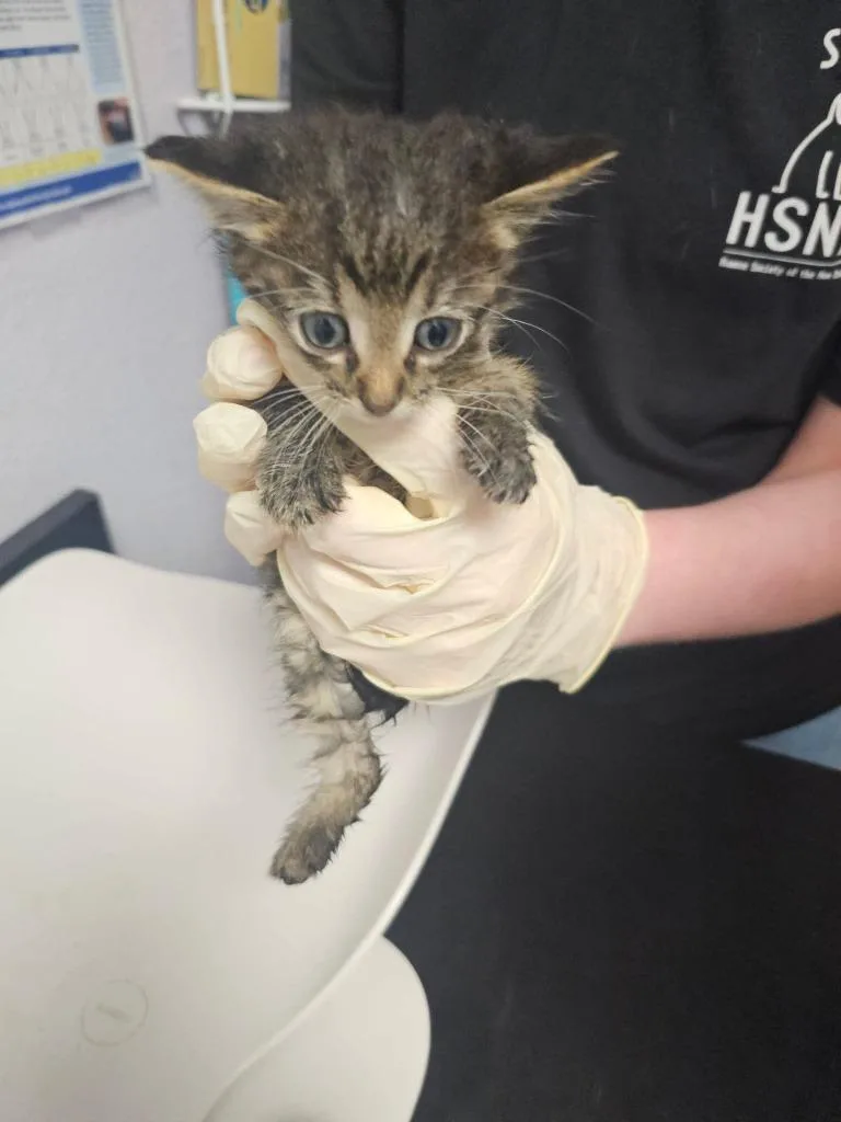 A baby small-sized female Domestic Short Hair cat named Bonnie for adoption in New Braunfels, TX