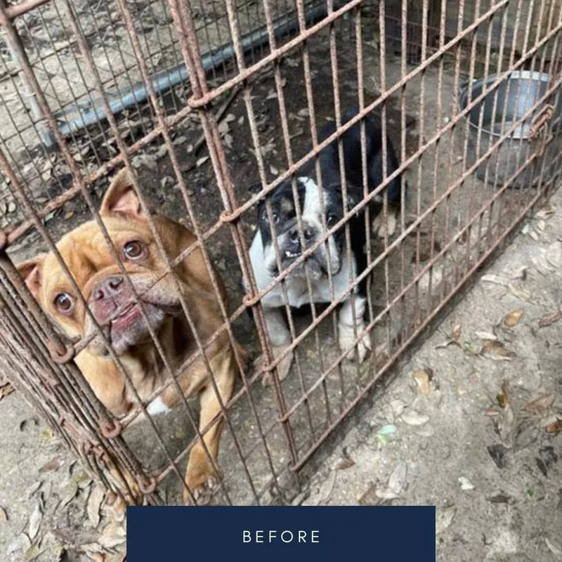 An adult medium-sized female English Bulldog dog named Frankie for adoption in Knoxville, TN