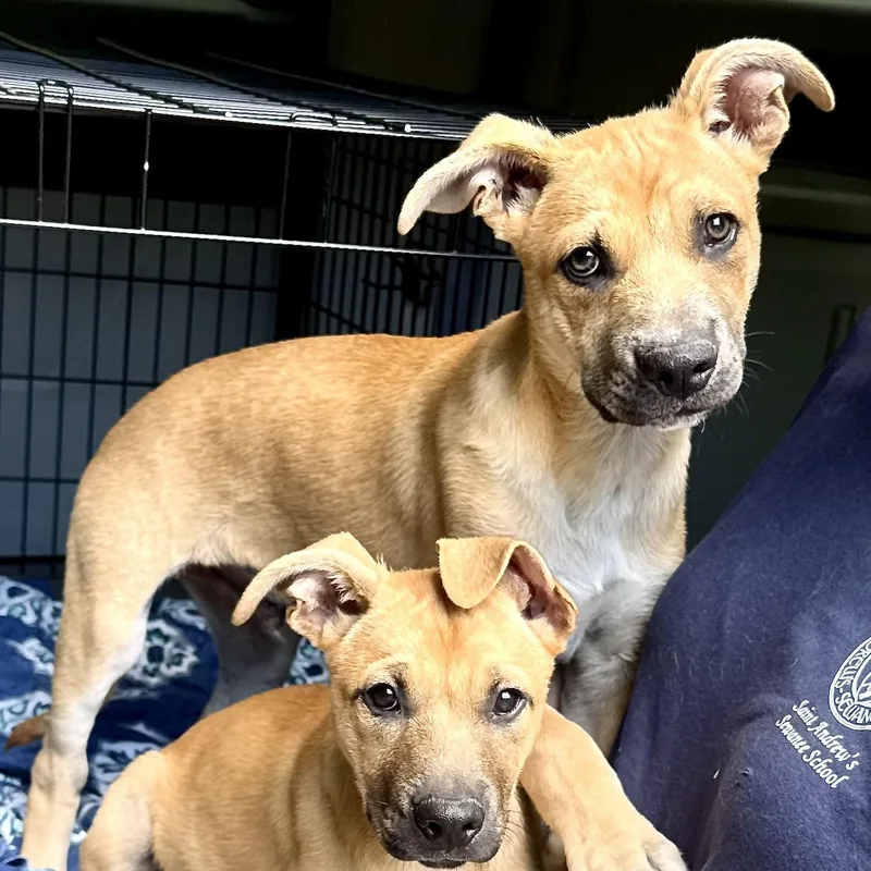 A baby medium-sized male Yellow / Tan / Blond / Fawn Shepherd dog named River s for adoption in Sequatchie, TN