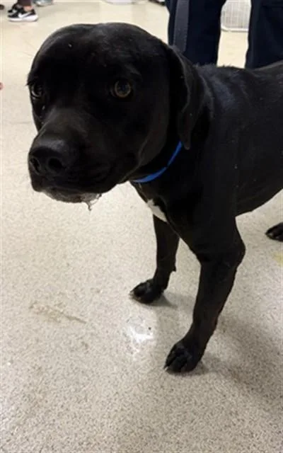 A young medium-sized male Pit Bull Terrier dog named Blueberry for adoption in Riverside, CA