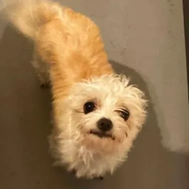 An adult small-sized female White / Cream Mixed Breed dog named Janelle for adoption in Troy, IL