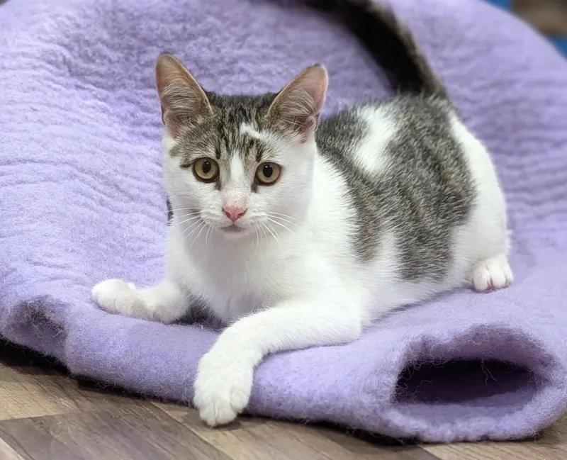 A young medium-sized female Gray / Blue / Silver Domestic Short Hair cat named Rudy for adoption in Pittsboro, NC