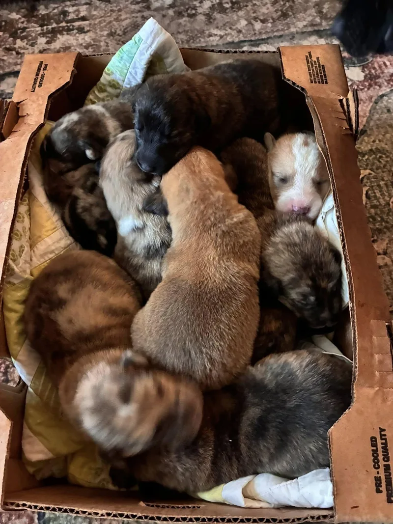 Cosmic Puppies Girls