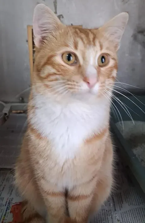 An adult medium-sized male Orange & White Domestic Short Hair cat named Jazz for adoption in Greenville, NC