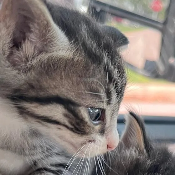 A baby small-sized male Brown / Chocolate Domestic Short Hair cat named Tom for adoption in Durant, OK