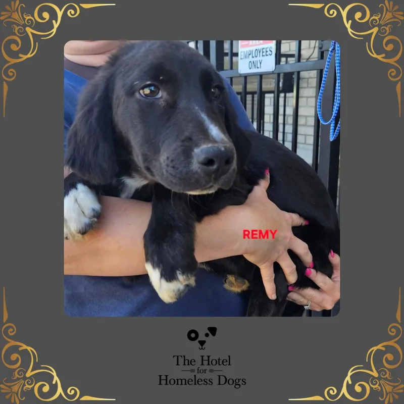A baby medium-sized male Black Labrador Retriever dog named Remy for adoption in Cumberland, RI