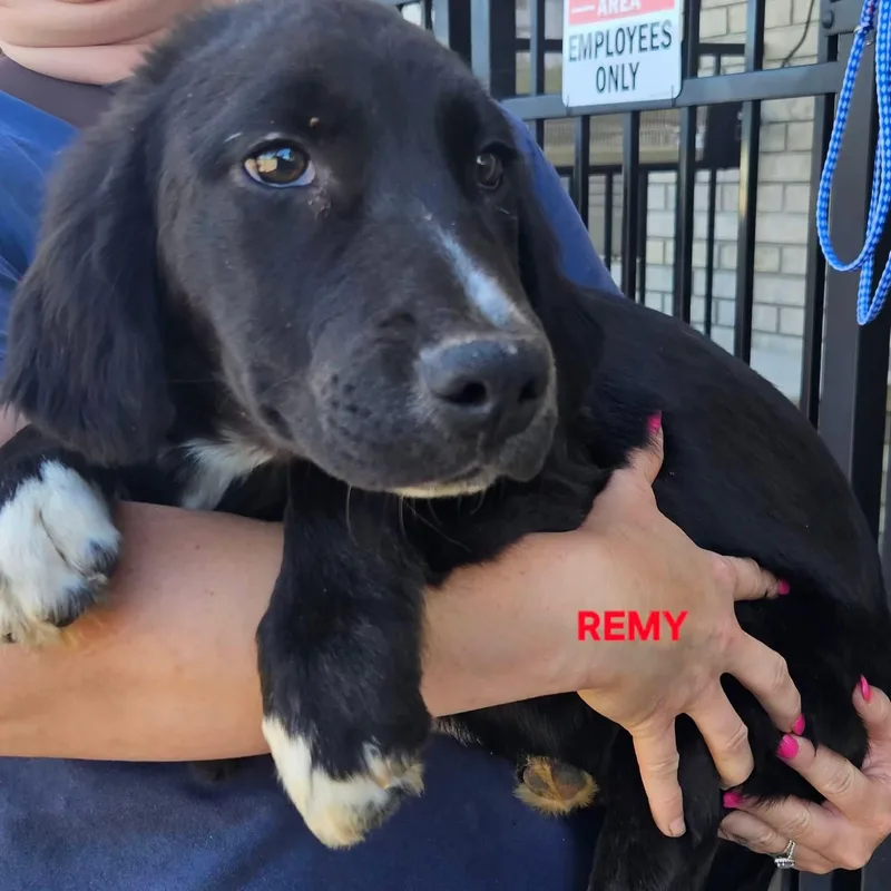 Remy thumbnail 2