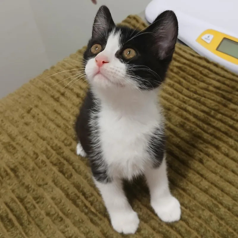 A baby small-sized male Black Domestic Short Hair cat named Reuben for adoption in York, PA