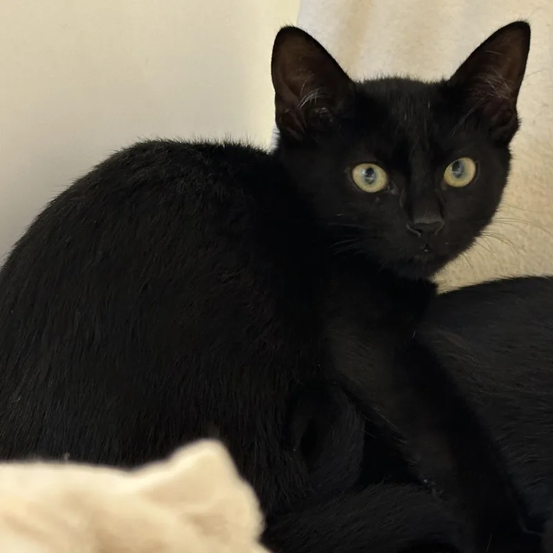 A baby small-sized male Black Domestic Short Hair cat named This Man for adoption in Manassas, VA