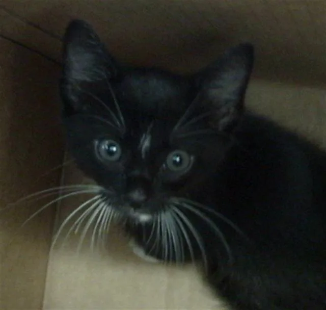 A baby medium-sized male Domestic Long Hair cat named Mateo for adoption in Dallas, TX
