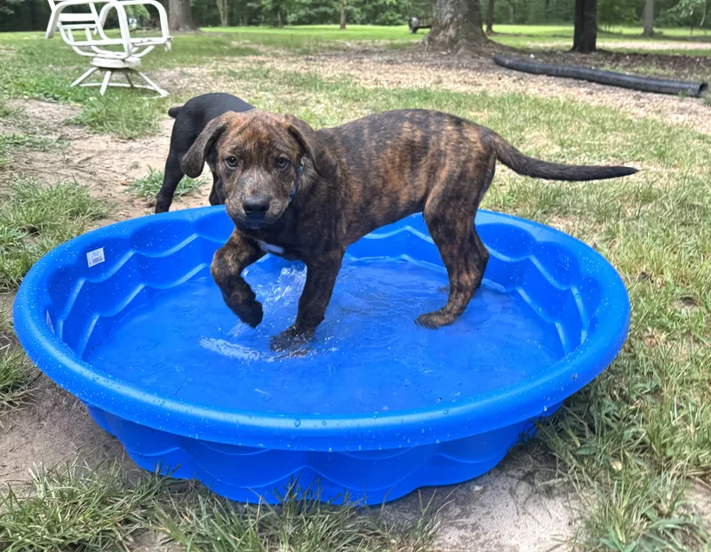 A young medium-sized male Brindle Mixed Breed dog named Dylan for adoption in Nantucket, MA