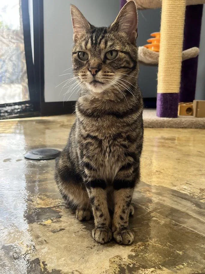 A senior medium-sized female Tabby cat named Lexi for adoption in Plano, TX