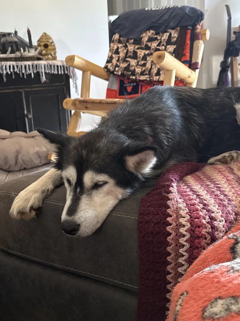 An adult medium-sized female Black Siberian Husky dog named Glacier for adoption in York, PA
