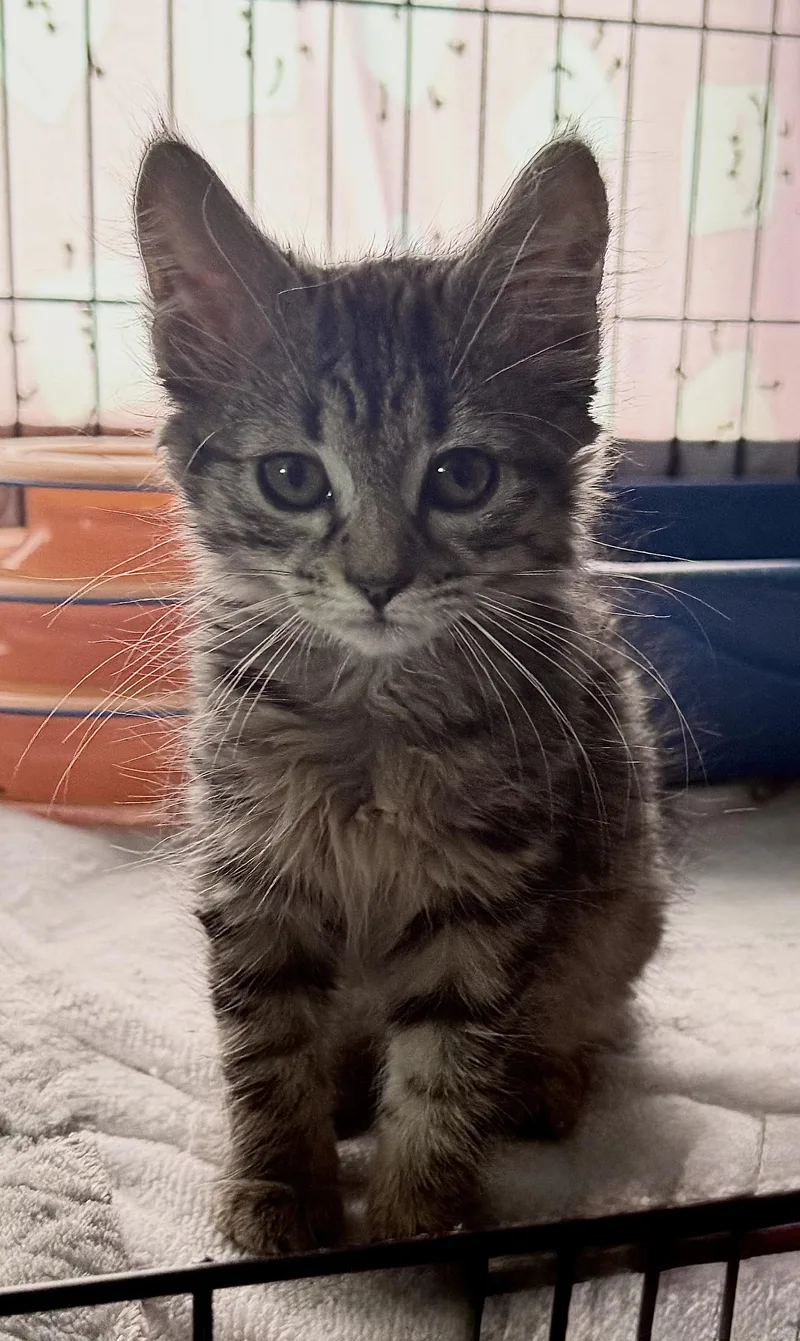 A baby small-sized male Buff / Tan / Fawn Maine Coon cat named Bushwick for adoption in Long Beach, NY
