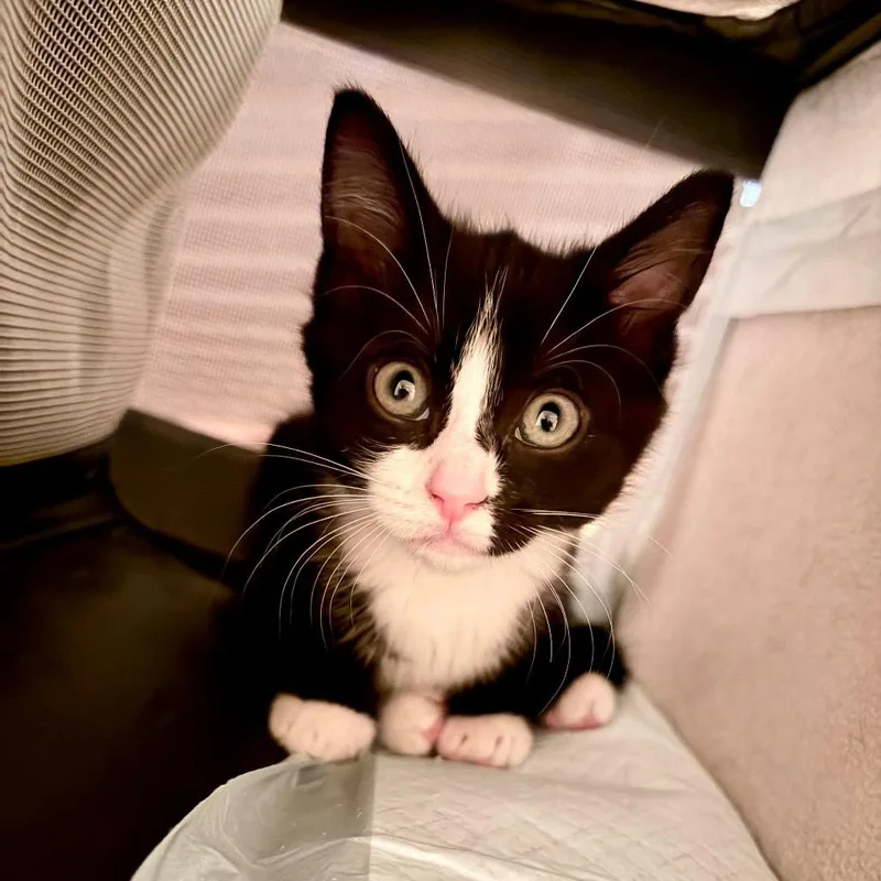 A baby small-sized male Black Domestic Short Hair cat named Ruffles for adoption in Pittsburgh, PA
