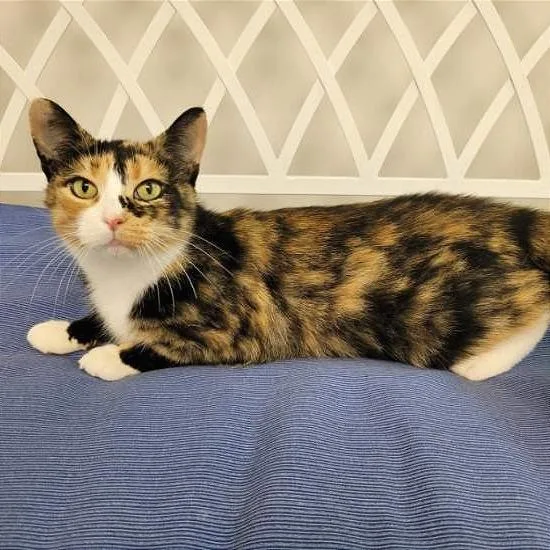An adult medium-sized female Calico Domestic Short Hair cat named Penny for adoption in Gibsonia, PA