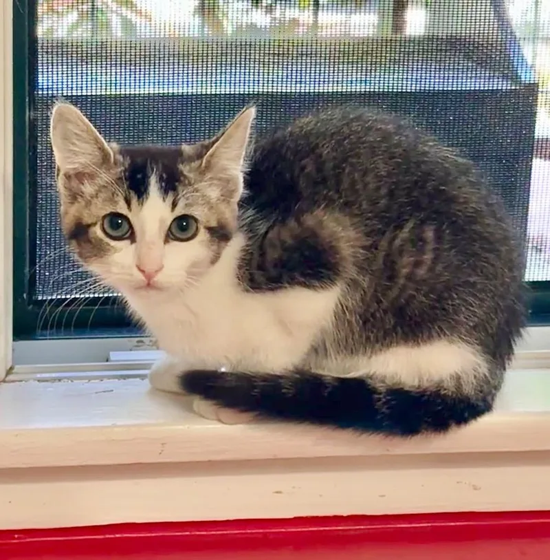 A baby small-sized male Domestic Short Hair cat named Petey for adoption in Cambria, CA