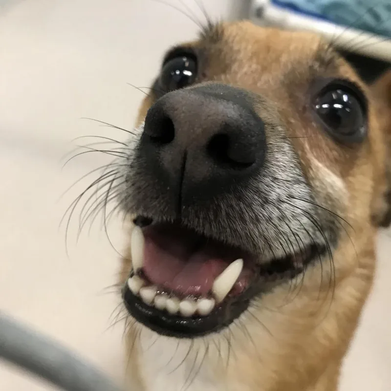 A young small-sized male Yellow / Tan / Blond / Fawn Chihuahua dog named Bullwinkle for adoption in Newark, NJ