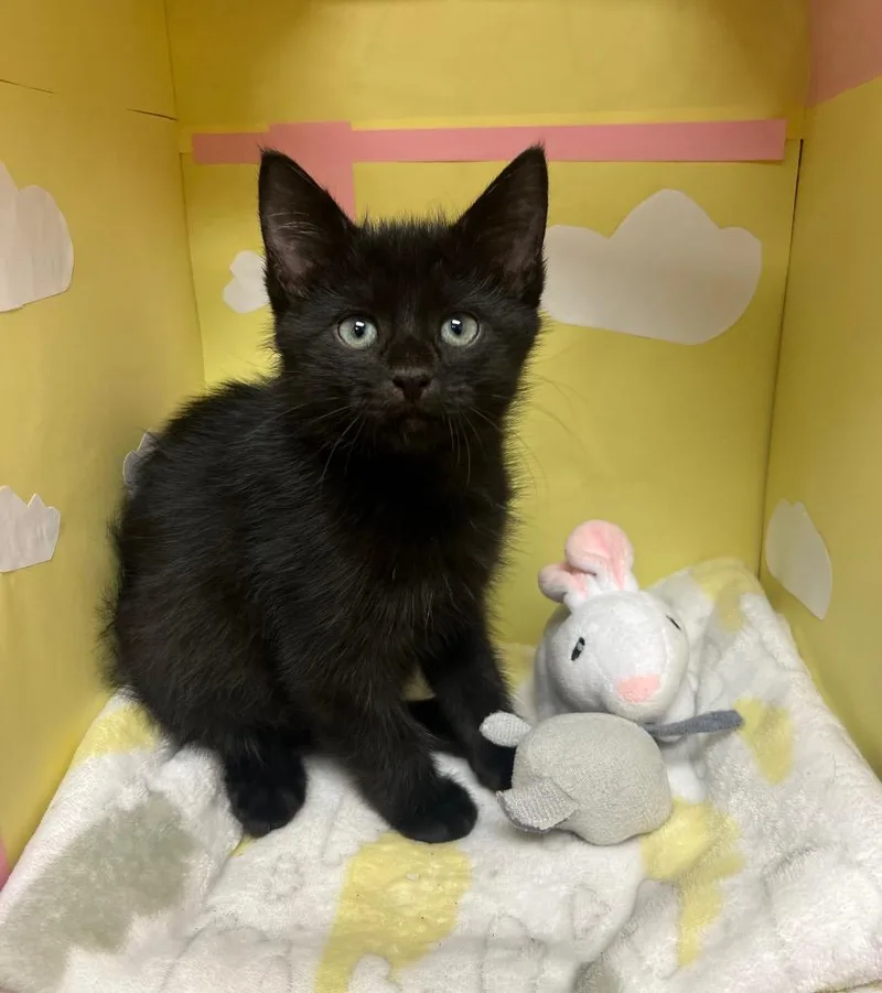 A baby medium-sized male Domestic Short Hair cat named Cookies Chip for adoption in Greeneville, TN