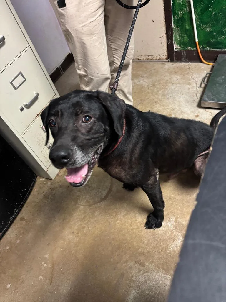 A senior medium-sized male Labrador Retriever dog named Mccoy for adoption in New Braunfels, TX