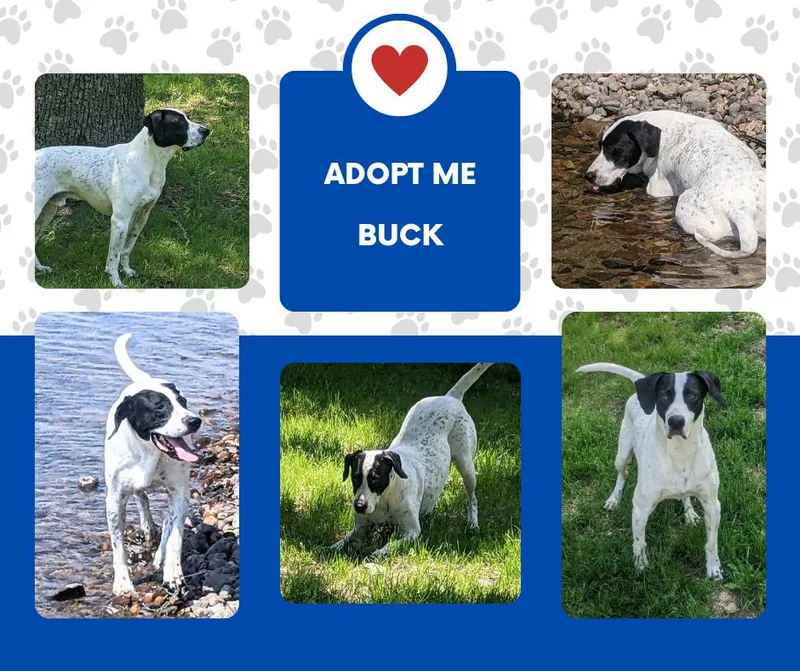 An adult medium-sized male White / Cream English Pointer dog named Buck for adoption in Bridgeton, NJ