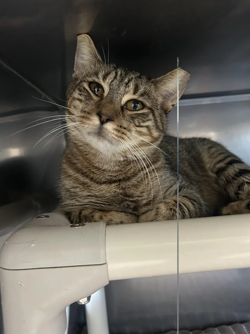 A young medium-sized male Domestic Short Hair cat named Tilt for adoption in Lancaster, PA