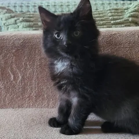 A baby medium-sized female Black Domestic Medium Hair cat named Smudge for adoption in Muncie, IN