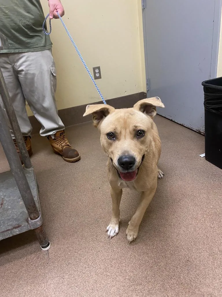 A young medium-sized female Mixed Breed dog named Apple Cider for adoption in Florence, SC