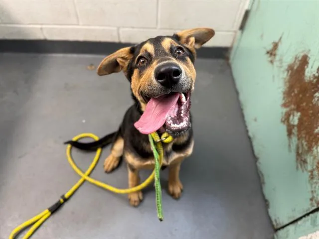 A baby medium-sized female German Shepherd Dog dog named Brooklyn for adoption in Antioch, CA