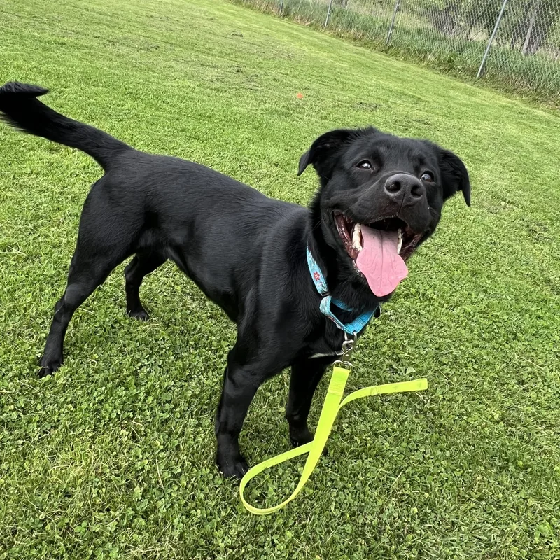 An adult medium-sized female Black Labrador Retriever dog named Miah for adoption in Ithaca, NY