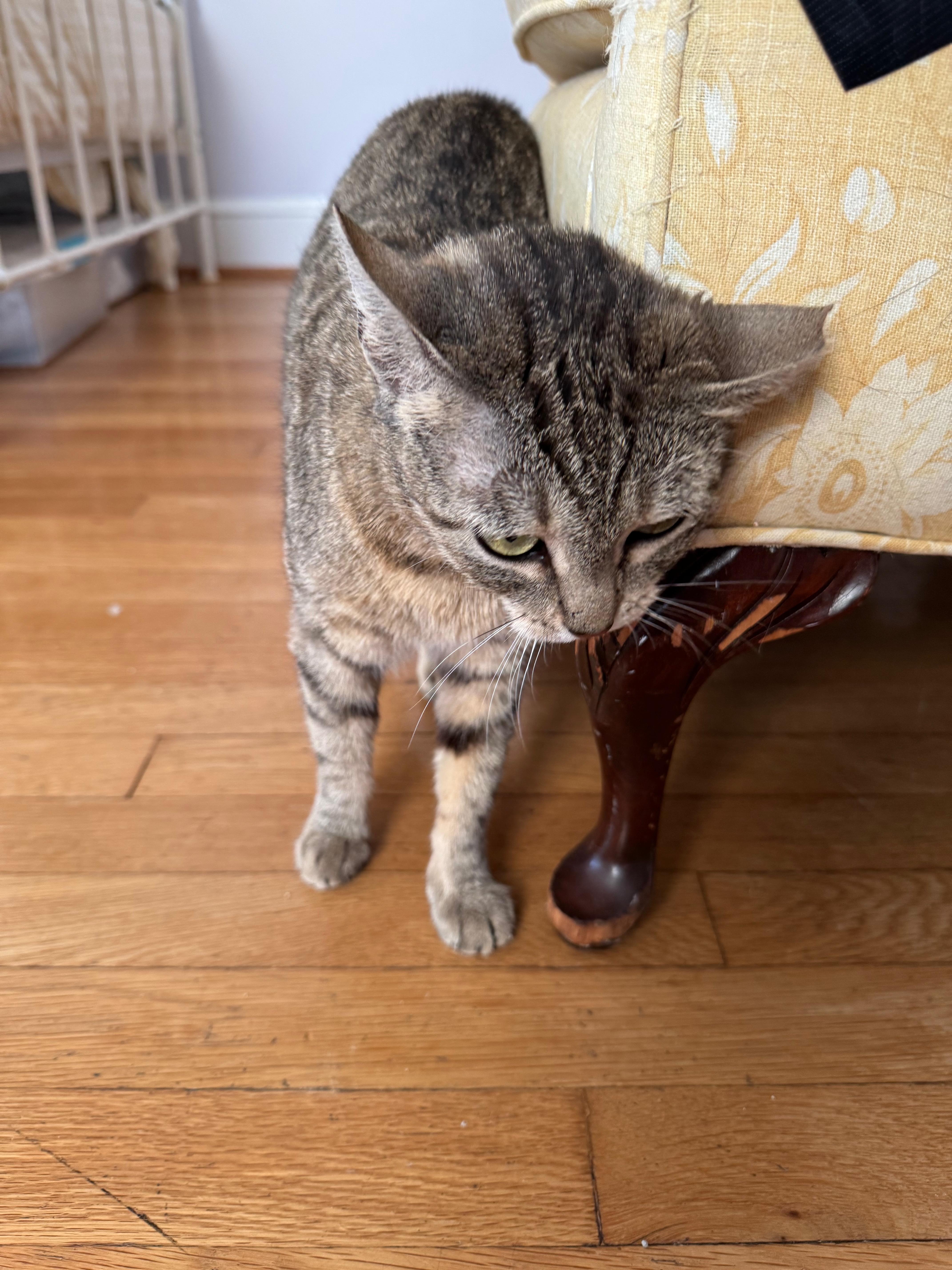 An adult medium-sized female Tabby (Brown / Chocolate) Domestic Short Hair cat named Muffin the Tabby for adoption in Fairfax, VA