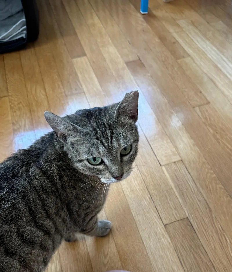 Muffin the Tabby thumbnail 2