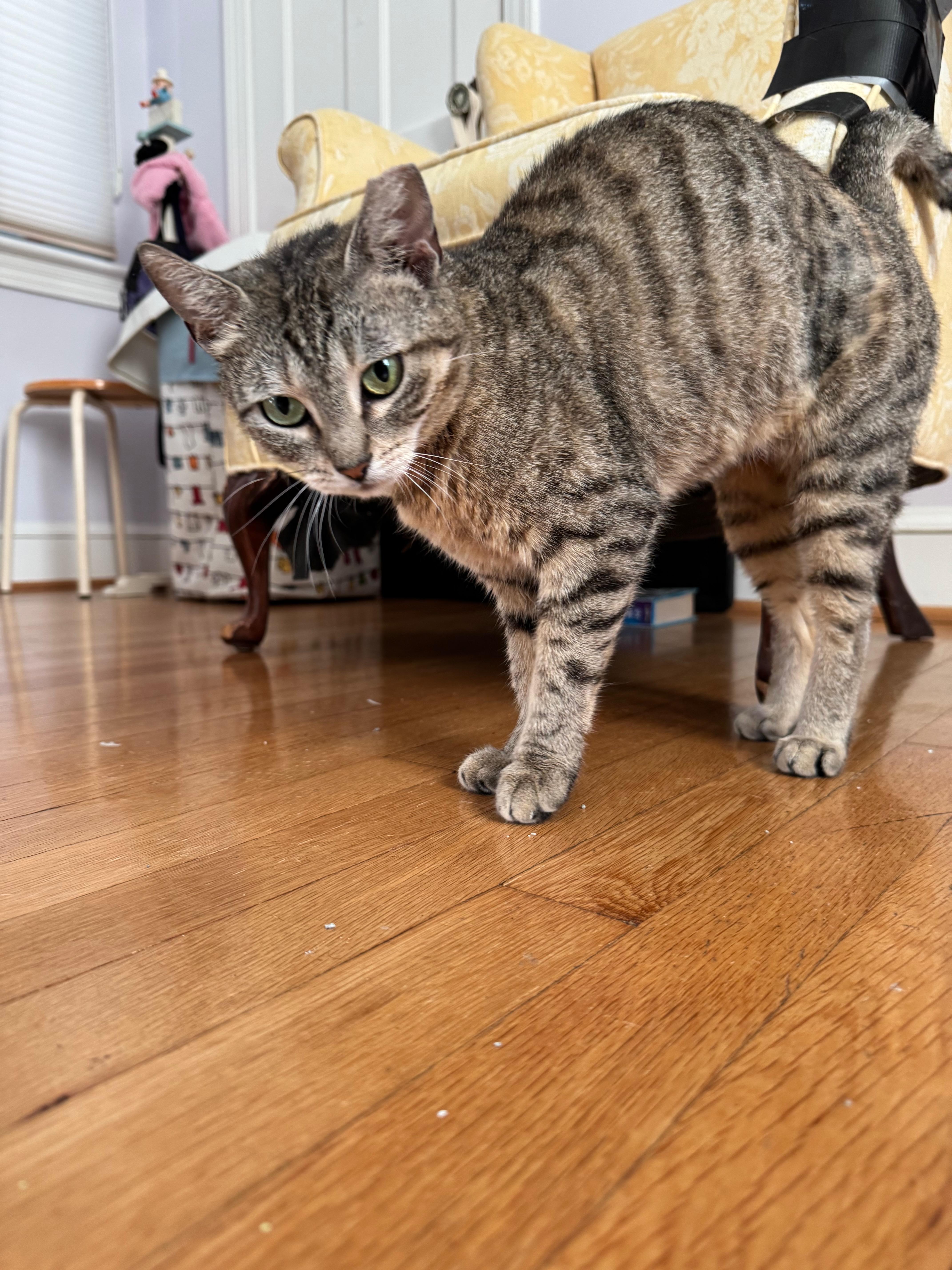 Muffin the Tabby thumbnail 3