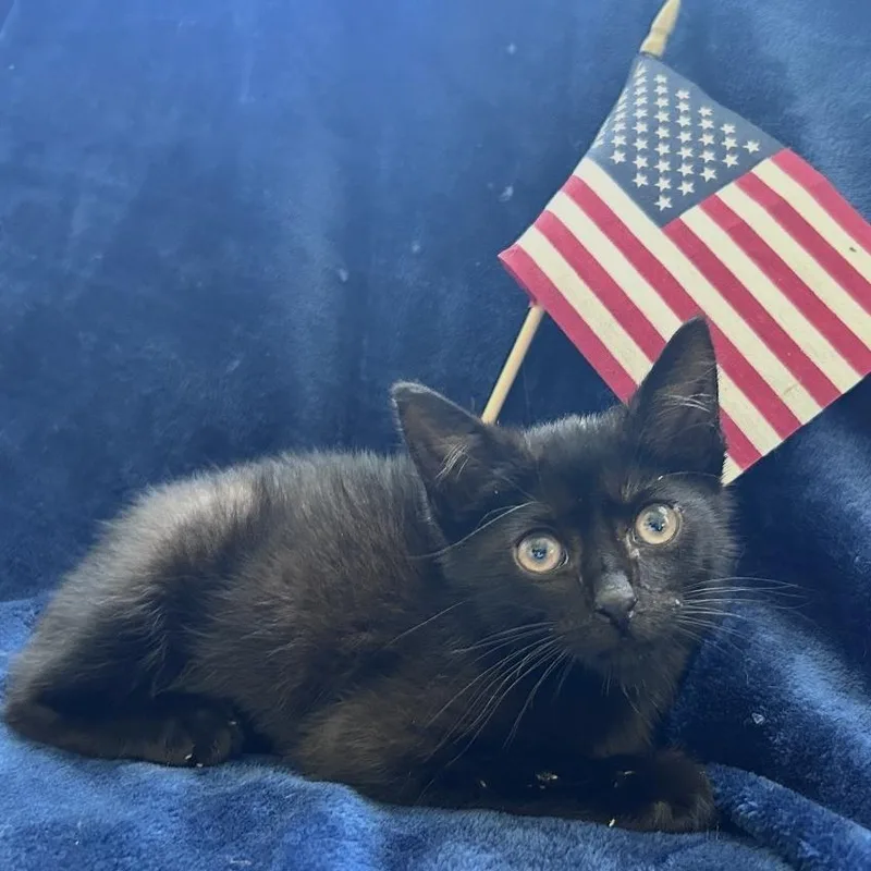 A baby small-sized male Black Domestic Short Hair cat named Thomas Jeffurson for adoption in Oceanside, NY