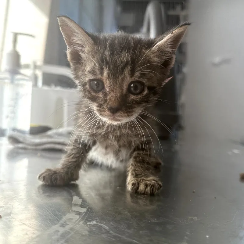 A baby small-sized male Black Domestic Medium Hair cat named Devon for adoption in Leander, TX