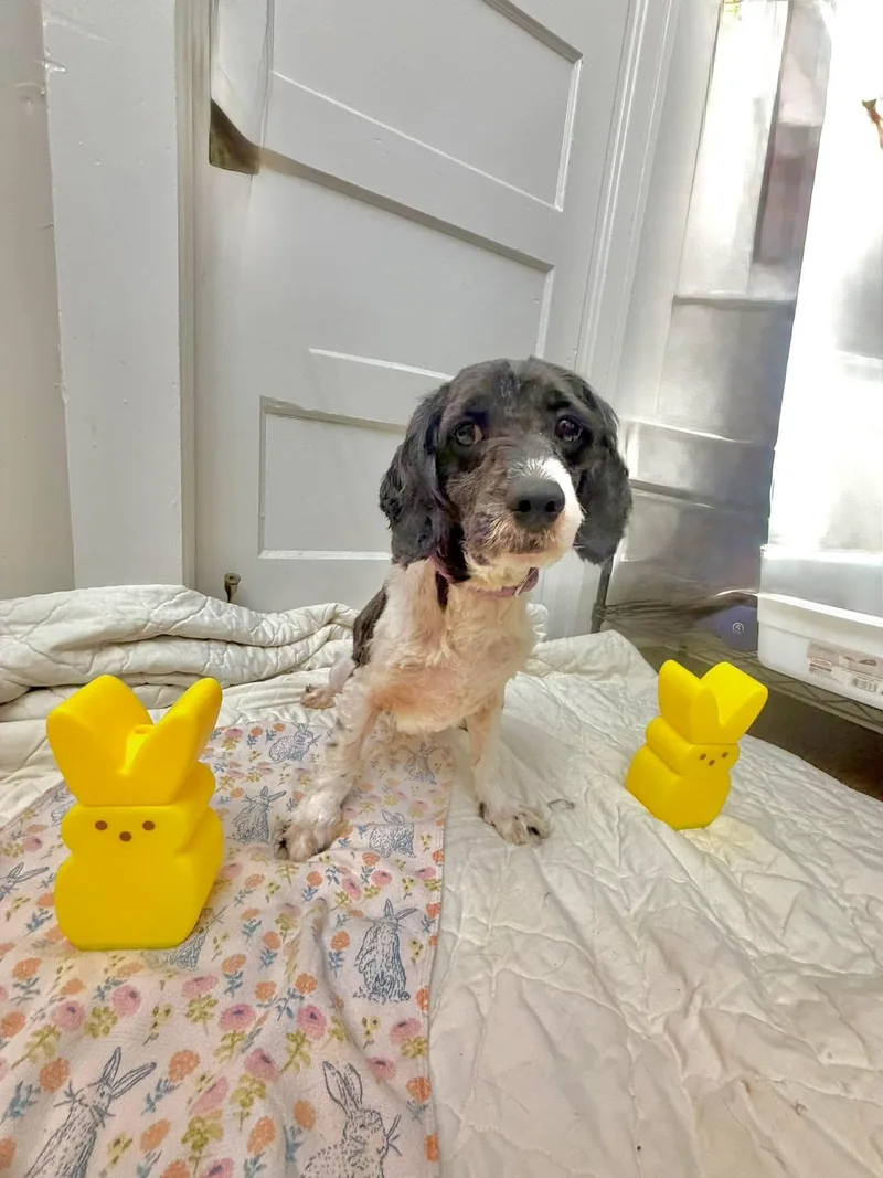 An adult small-sized male Cavalier King Charles Spaniel dog named Joshua Wood for adoption in Saunderstown, RI