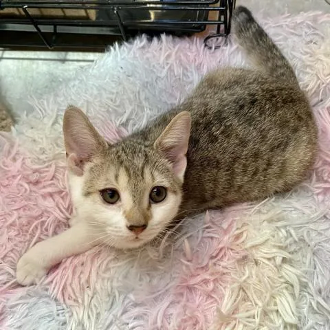 Cordelia thumbnail 2