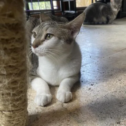 Cordelia thumbnail 3