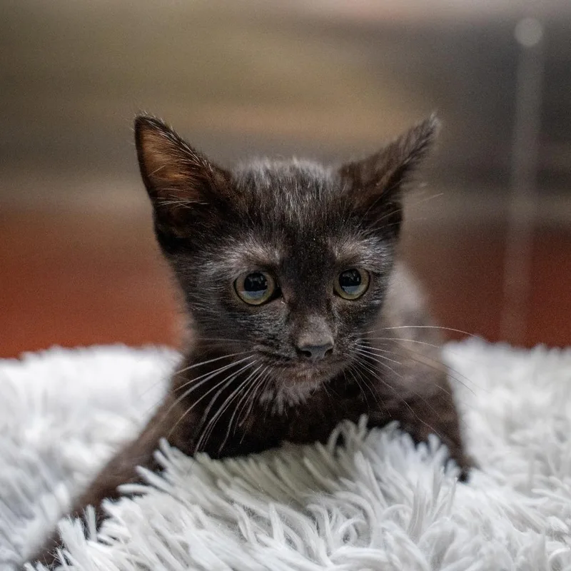 A baby small-sized male Black Domestic Short Hair cat named Relish for adoption in Gainesville, GA