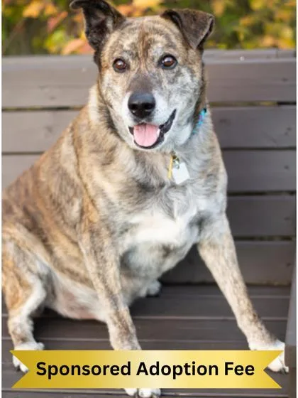 A senior large-sized male Brindle Mixed Breed dog named Harley for adoption in Hamilton, OH