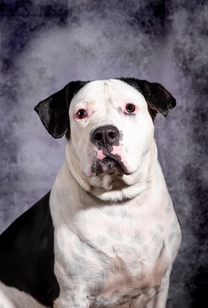 An adult large-sized female Mixed Breed dog named Ryder for adoption in Ocala, FL