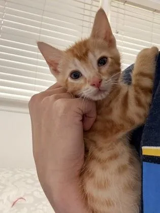 A baby small-sized male Domestic Short Hair cat named Dior for adoption in Chamblee, GA