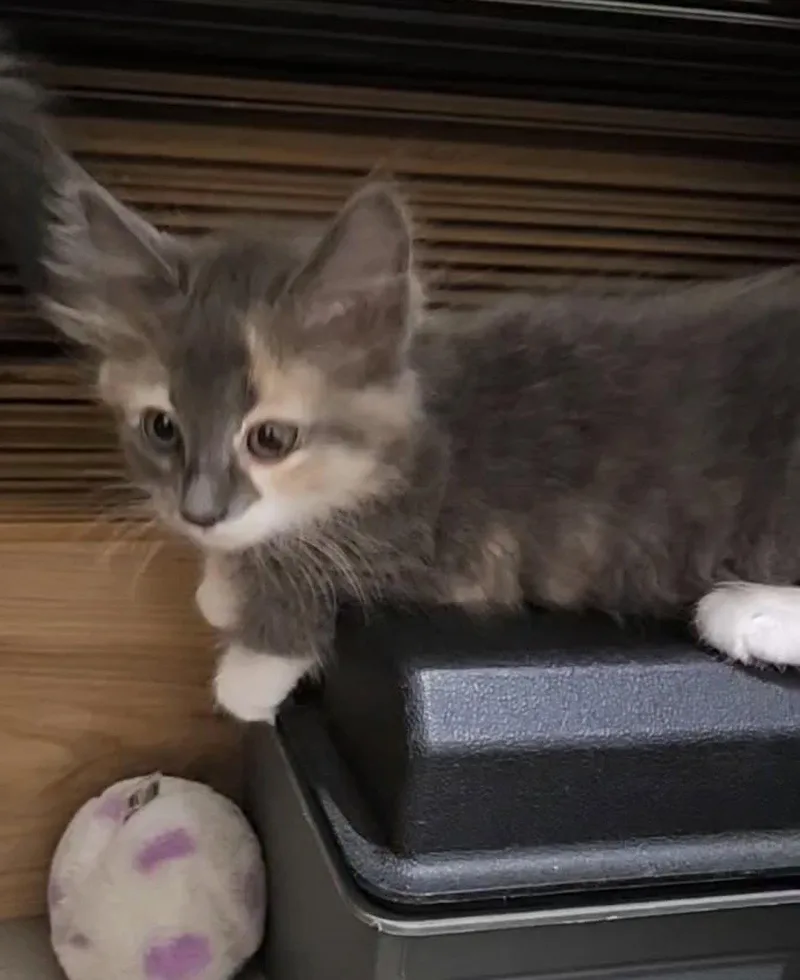 A baby medium-sized female Domestic Medium Hair cat named Cleopatra for adoption in Oviedo, FL