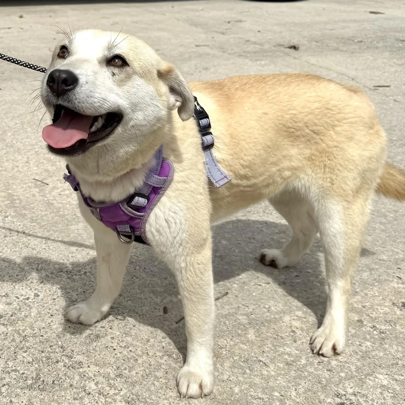 Sienna S thumbnail 2