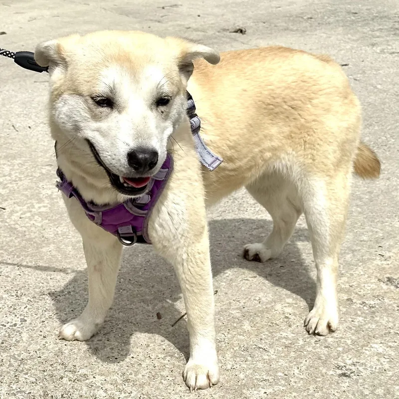 Sienna S thumbnail 3