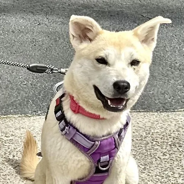 Sienna S thumbnail 4